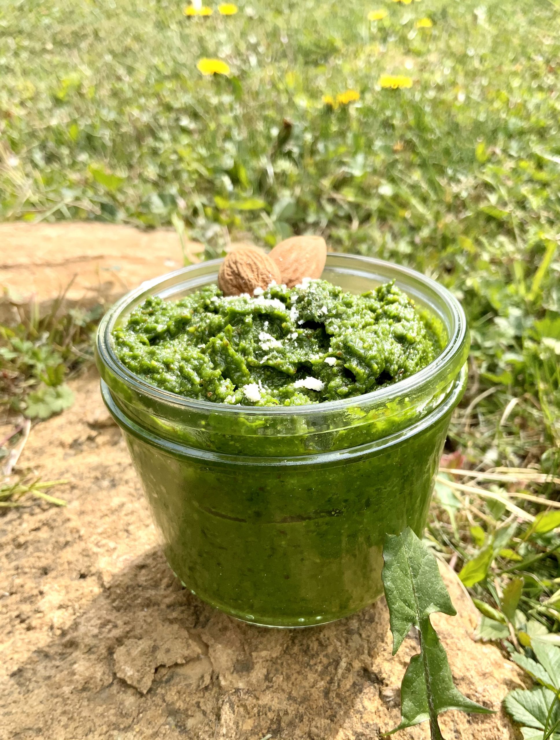 PESTO AIL DES OURS