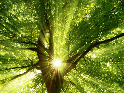 LE POUVOIR BIENFAISANT  DES ARBRES